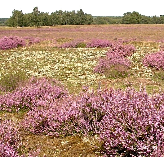 Cavenham Heath NNR comprises heathland and riverside meadows, woodland (Bury St. Edmunds, Suffolk)